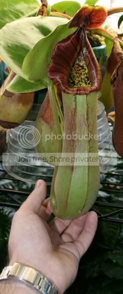 TRUNCATA-2.jpg