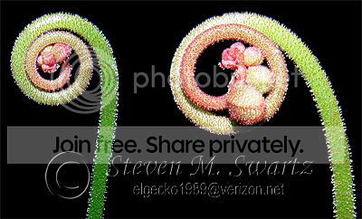 Daliciae_F_Stalk.jpg