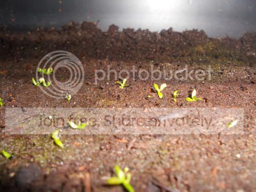 vft-seedlings_6-30-11.jpg