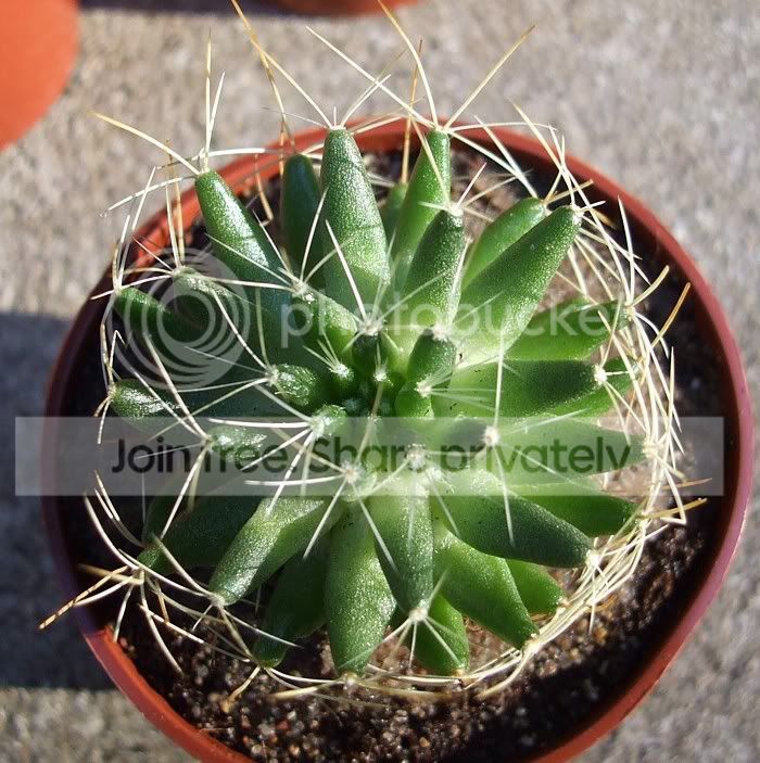 cactus085.jpg