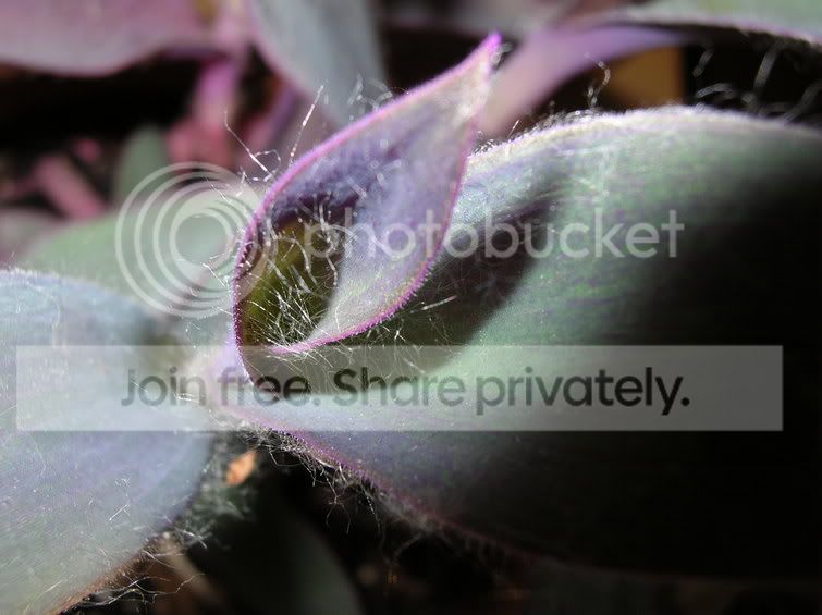 purpleplant2.jpg
