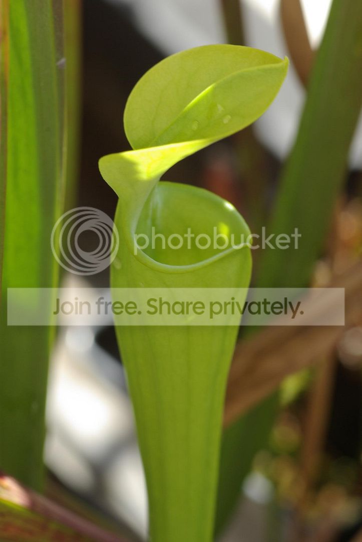 IMGP3993.jpg
