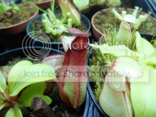 NvikingXtruncata_5-3-12.jpg