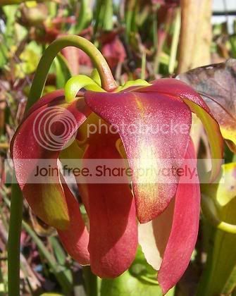 junebugflower.jpg