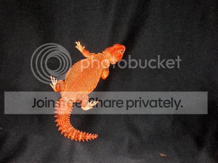 Uromastyx003.jpg