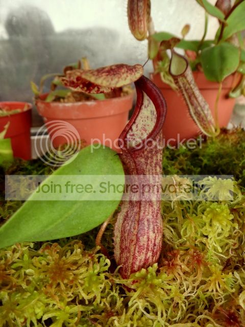 BE_miniature_maxima_pitcher_zpse1db5d0e.jpg