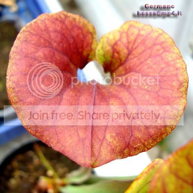 atropurpurea2.jpg