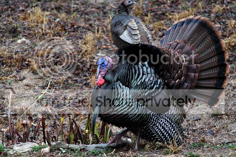 turkey-viv.jpg