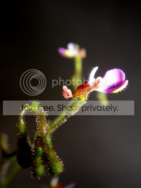 Stylidium_semipartitum_flower.jpg