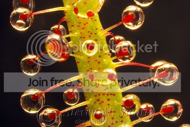 gumballs-CP-macro-018.jpg