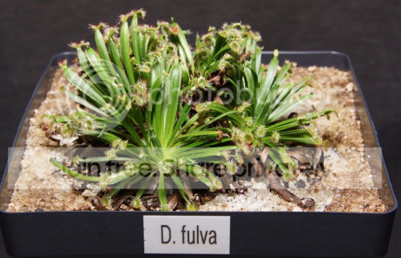 Dfulva-1.jpg