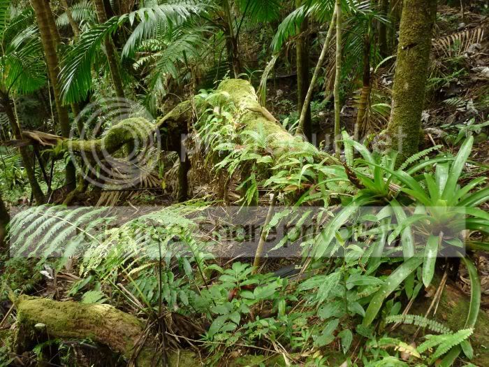 elYunque-understory6RS.jpg