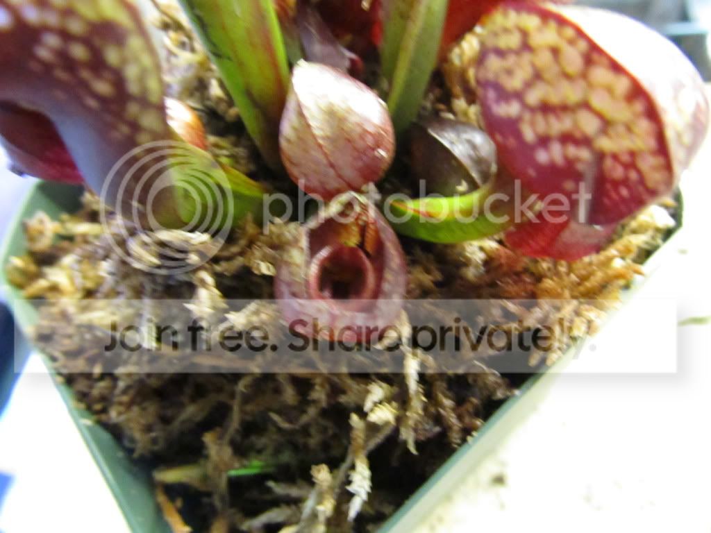 1stImport110.jpg