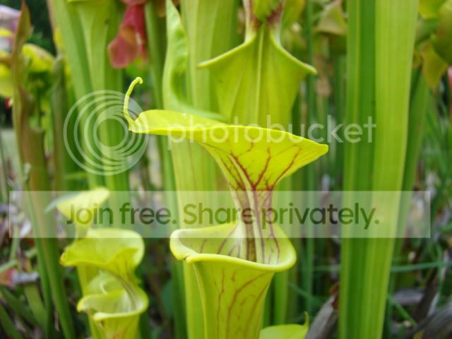 Sarraceniaofthemonth009.jpg
