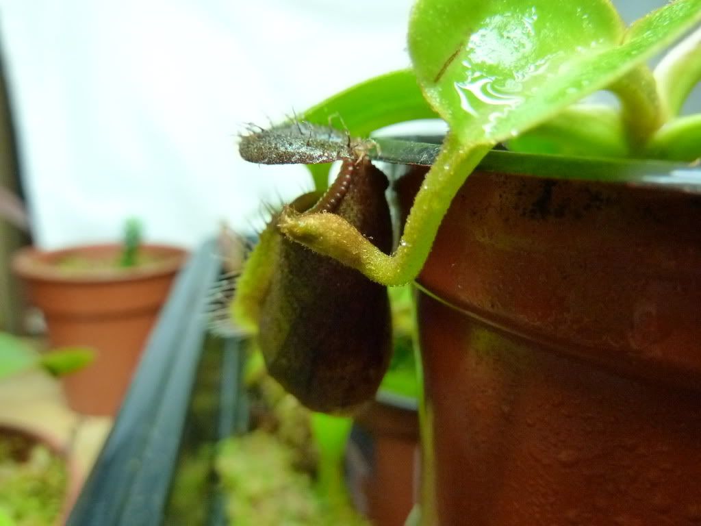 plantsjan142012018.jpg