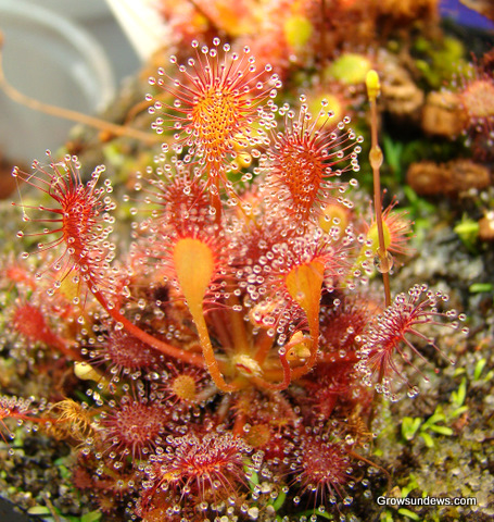 red_Capillaris_Long-Arm.JPG