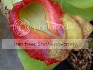 nepsandorchids027.jpg
