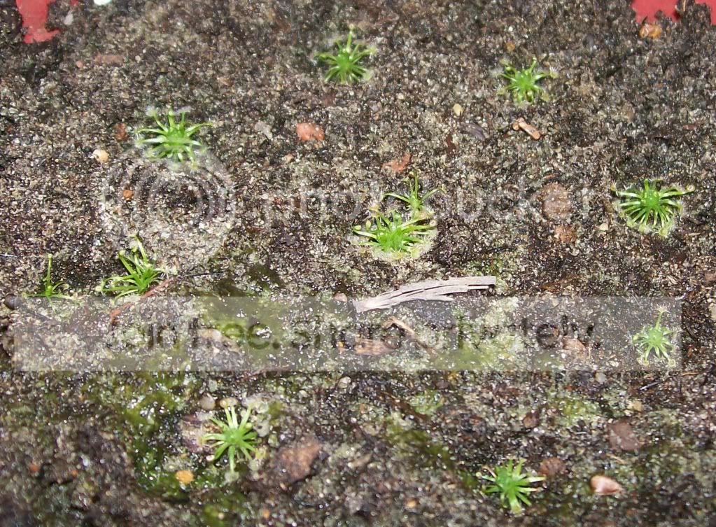 CarnivorousPlants027.jpg