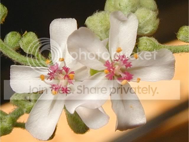 ordensis_flowers_640x480.jpg