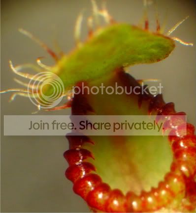 redmiteandhamata002.jpg