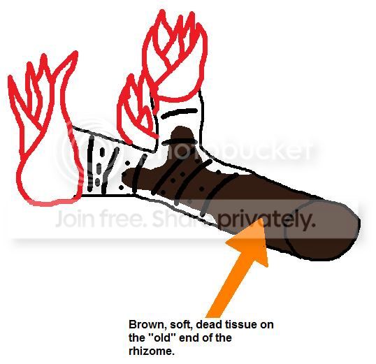 RhizomeRot.jpg