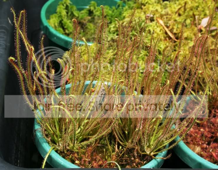 filiformis.jpg
