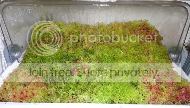 cephalotus_BE_breadbox_241211.jpg