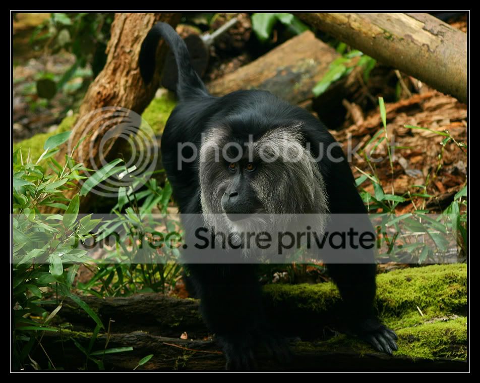 MonkeyAngry_7211.jpg
