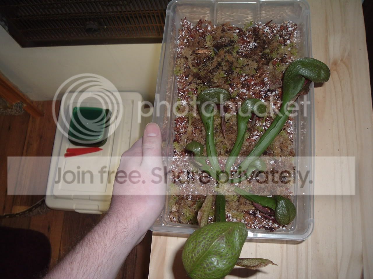 darlingtonia4.jpg
