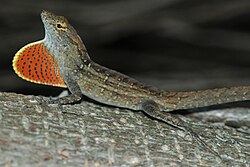 250px-Anolis_sagrei.jpg