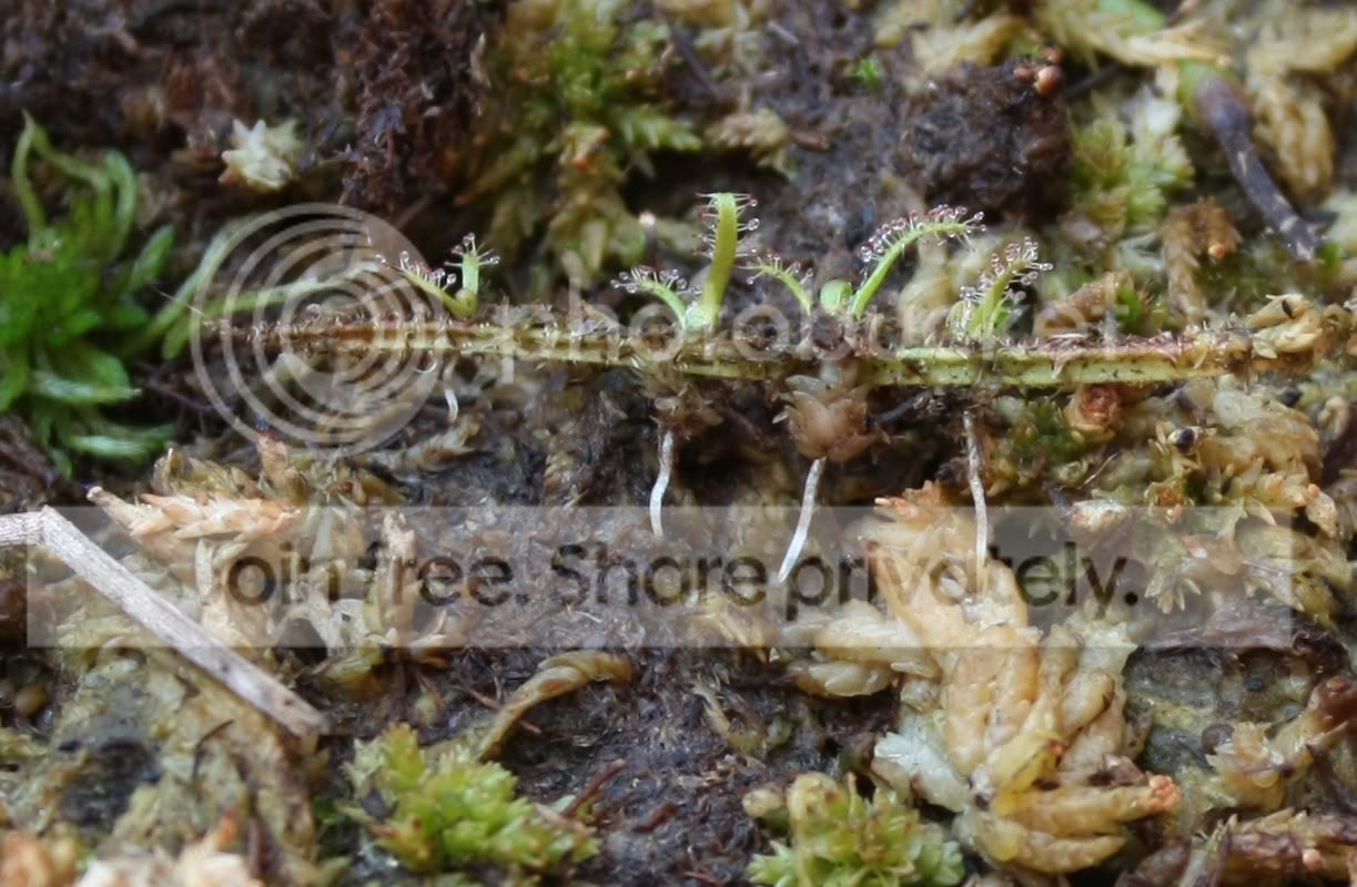 filiformis.jpg