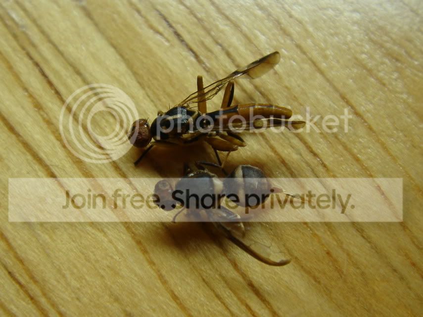 waspcouple.jpg