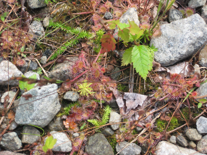 catsundew2.jpg
