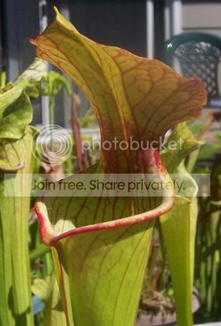 mooreixflava.jpg