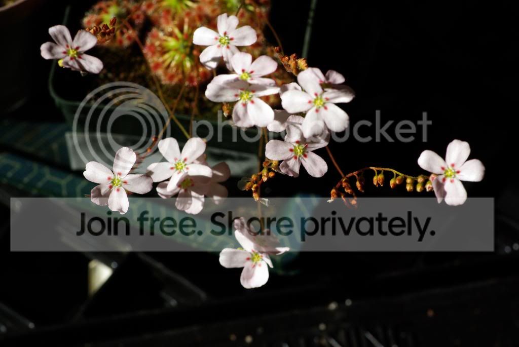 IMGP4898.jpg