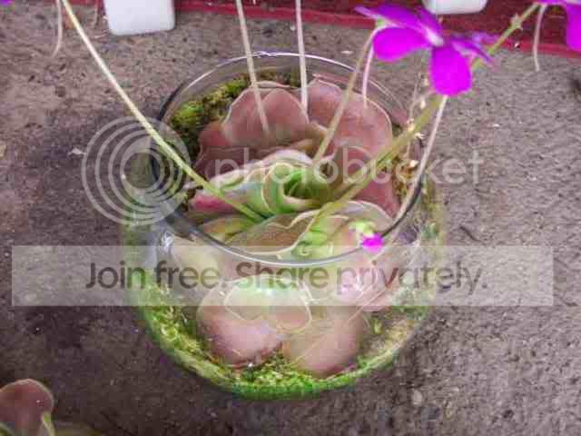 Pingterrarium.jpg