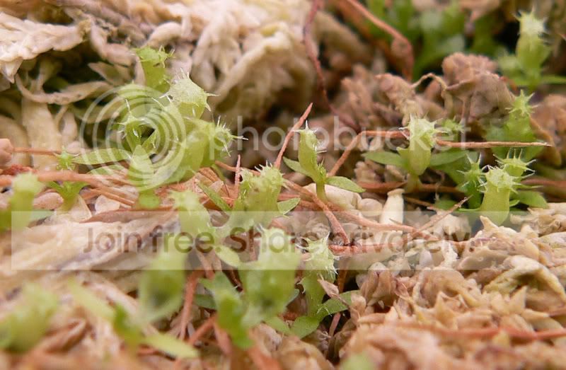 Nmixhybridseedlingscloser.jpg