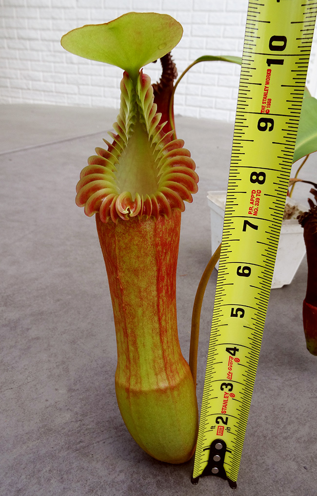 nepenthes-edwardsiana-10in.jpg