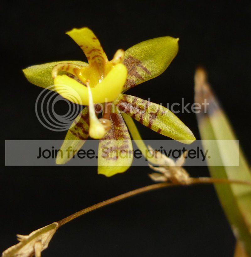 Orchid-sigmatostalixibix112712RS.jpg