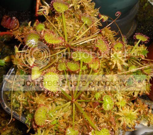 Dprolifera_8-5-11.jpg