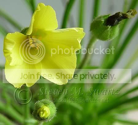 dewyfloweropen.jpg