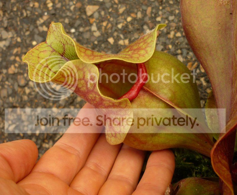 Purp23Bnewpitcher082712RS.jpg