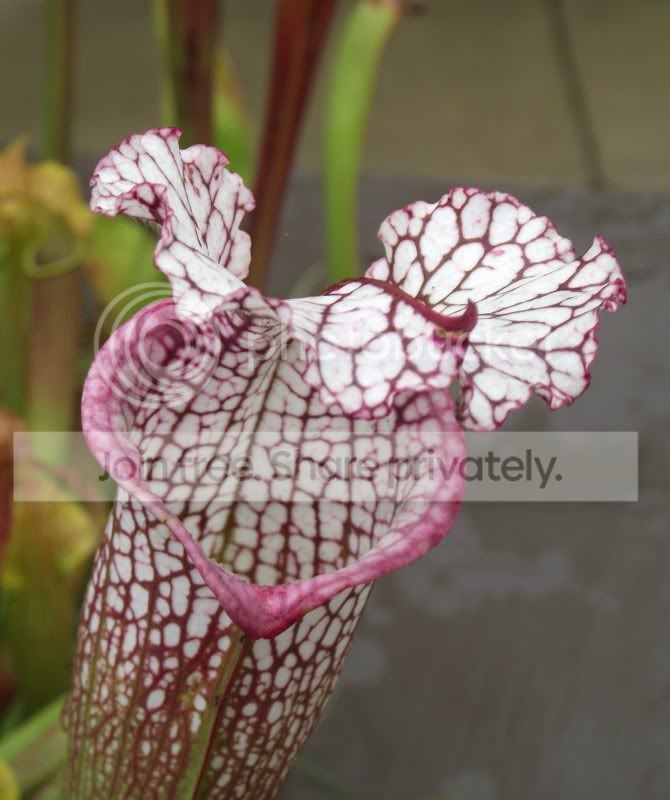 DSCF5818.jpg