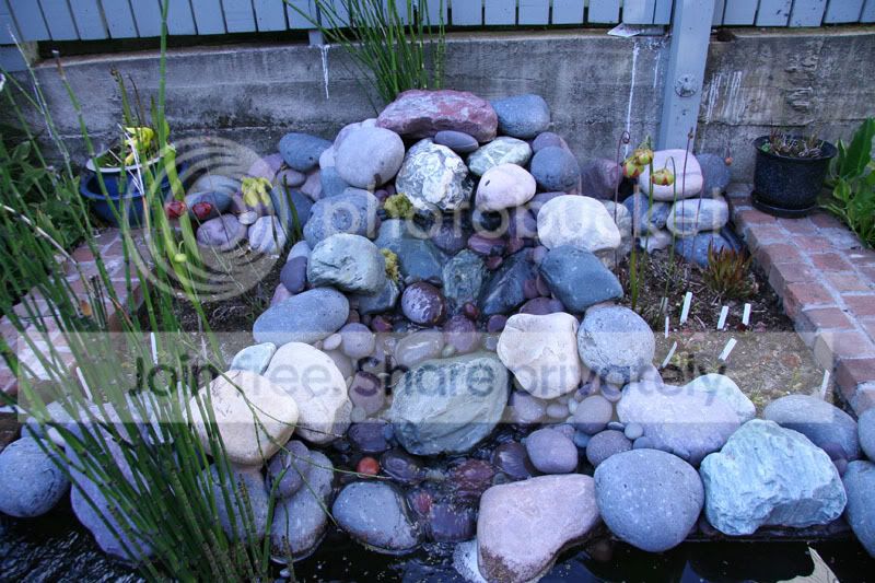 BogGarden3.jpg