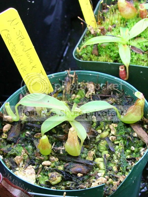 Seedling2-1.jpg