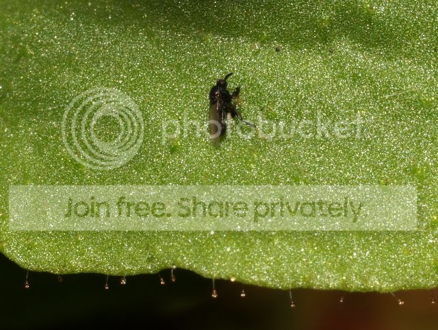 stylidium_semipartitum_prey1_zpsae21daa7.jpg