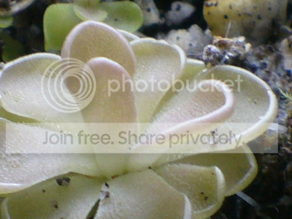 Phoyos047.jpg