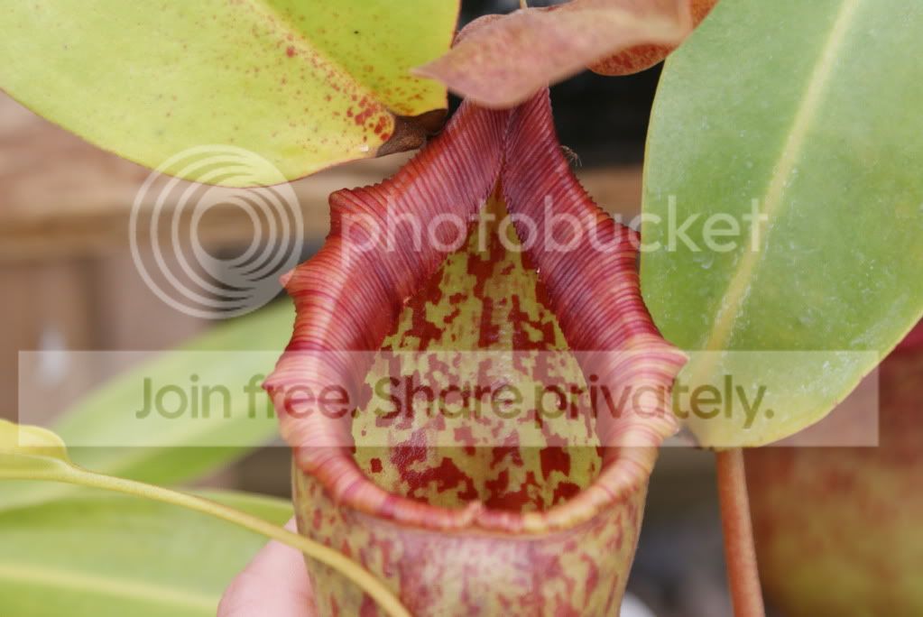 Nepenthes010-2.jpg