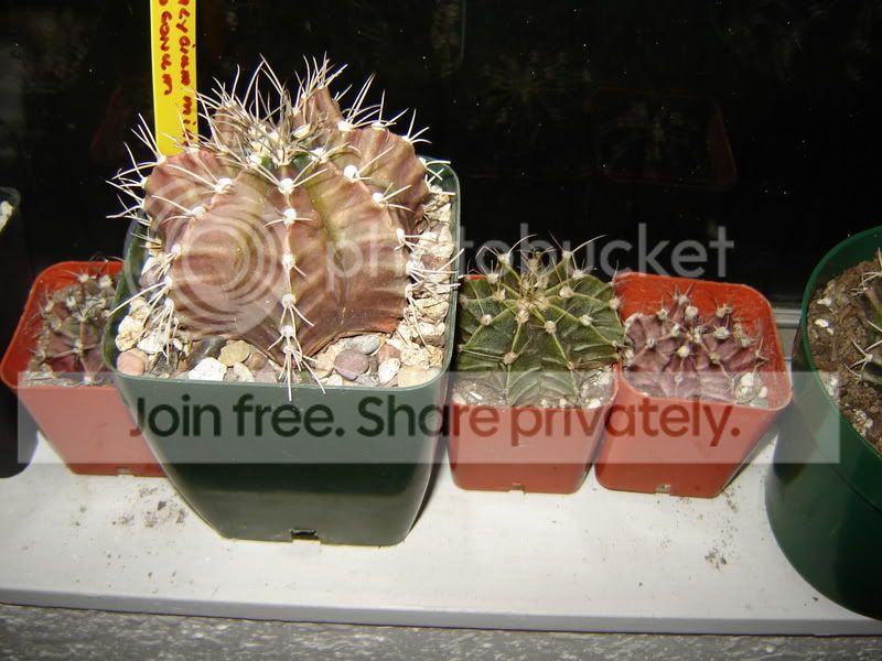 Cplants004.jpg