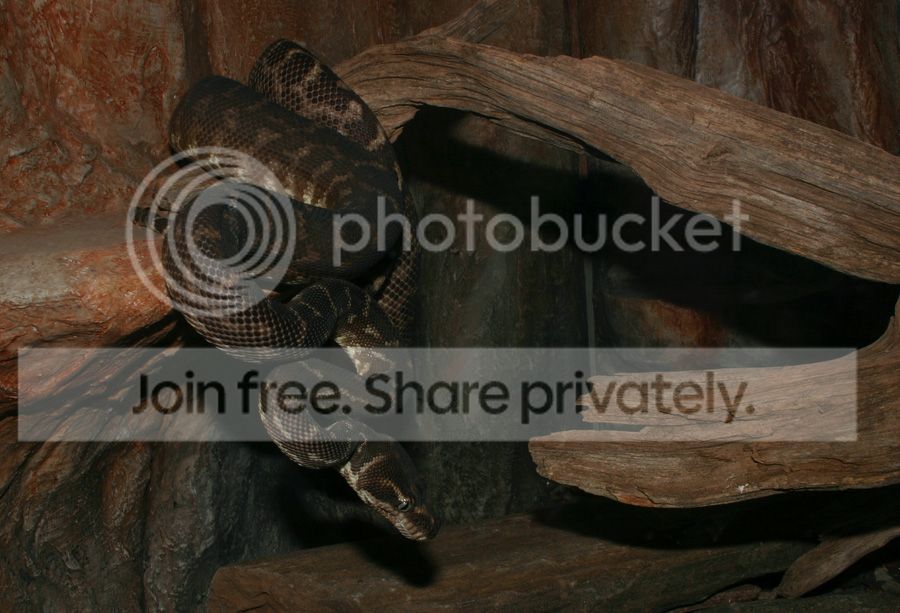 RSPCageBodyRecoil_0355.jpg